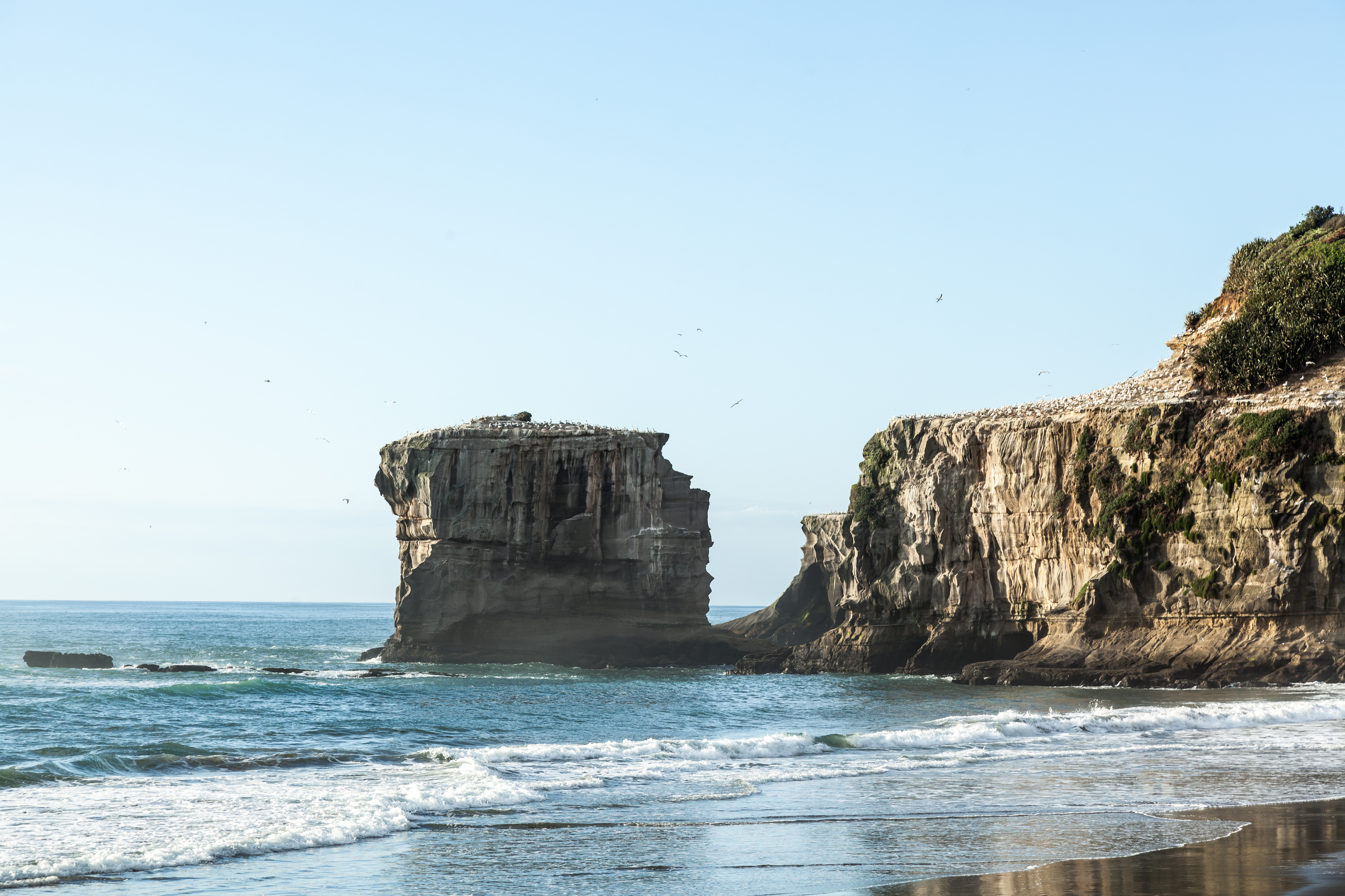 flock of birds near Auckland New Zealand