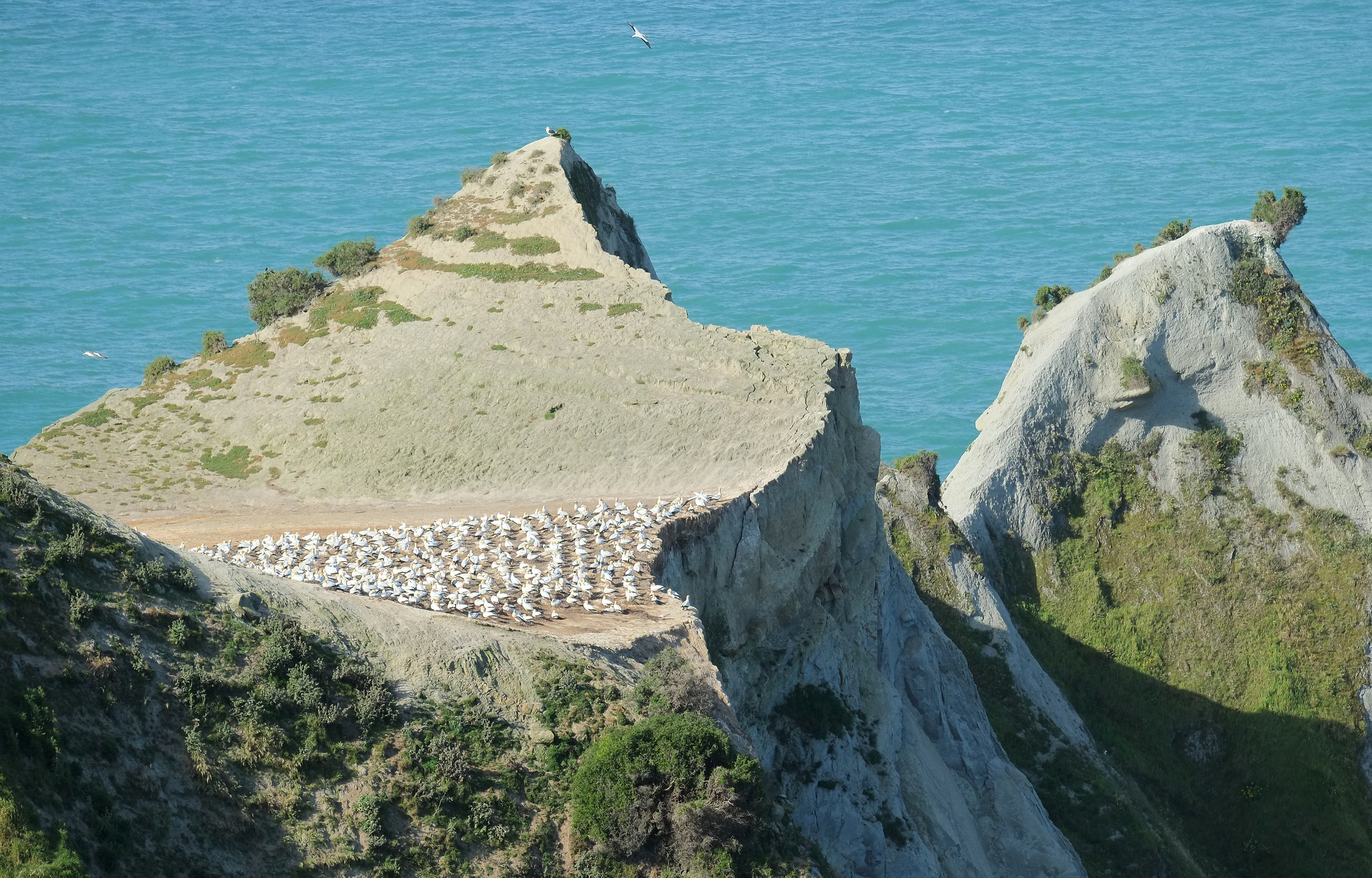 Nesting Garnets at Cape Kidnappers, New Zealand