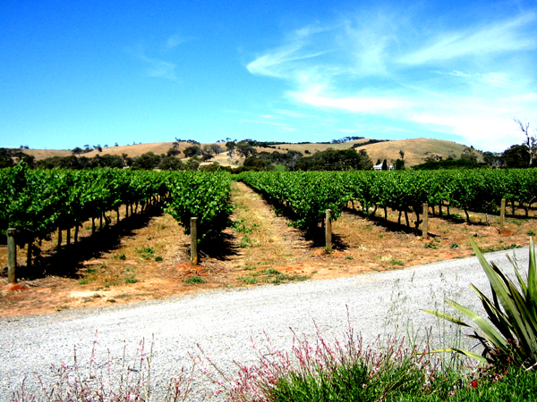 McLaren Vale Wine Region