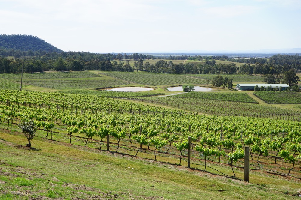 Vineyard rows in the Hunter Valley wine region, New South Wales