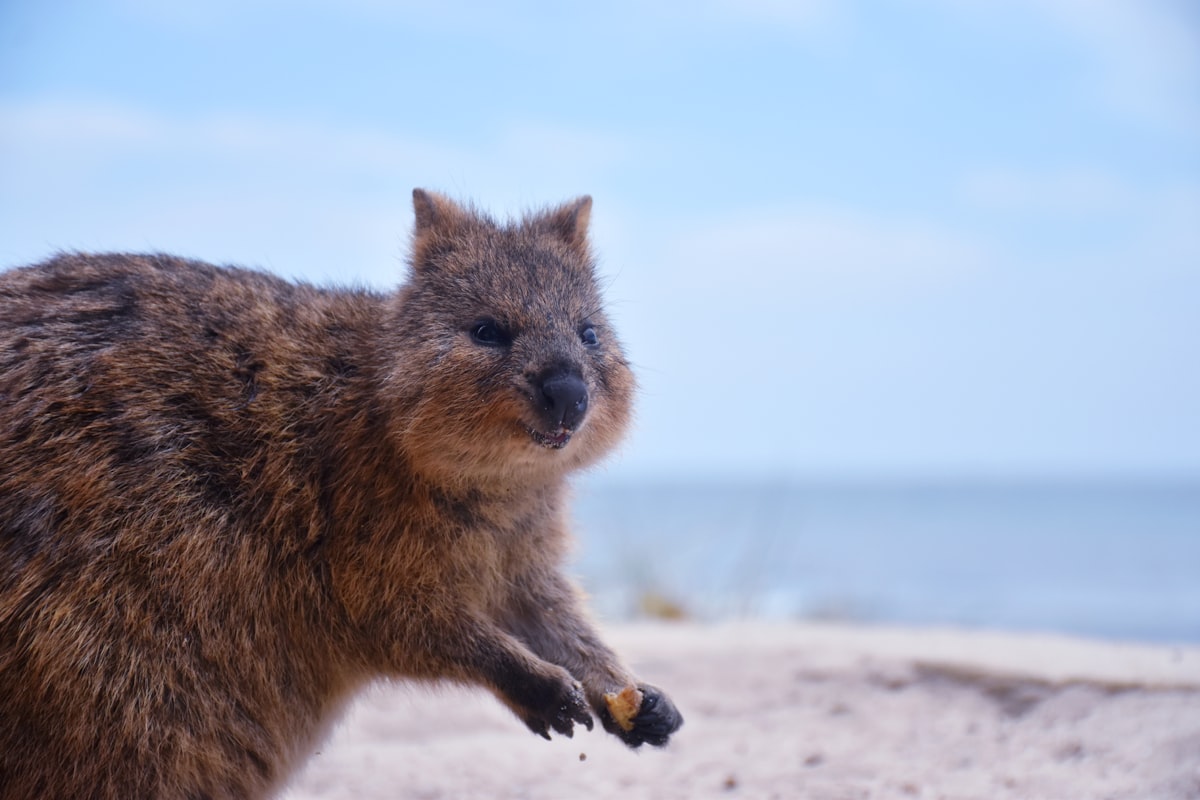 A confused looking quokka