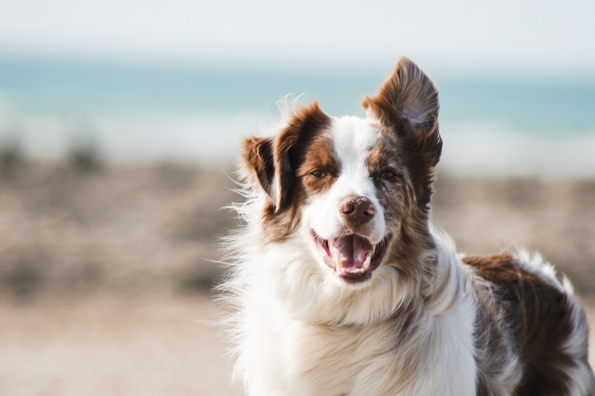 Motorhome Rental Broome – Great things to do