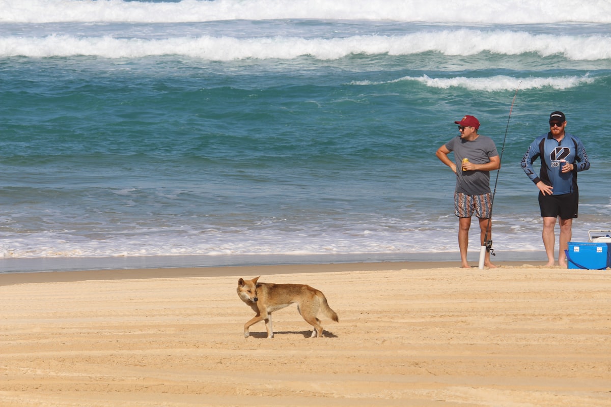 Take the campervan hire to Dingo Beach