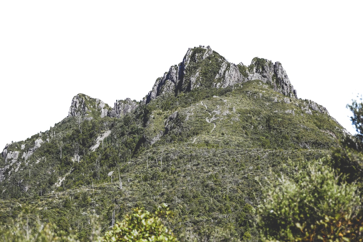 Coromandel Forest Park