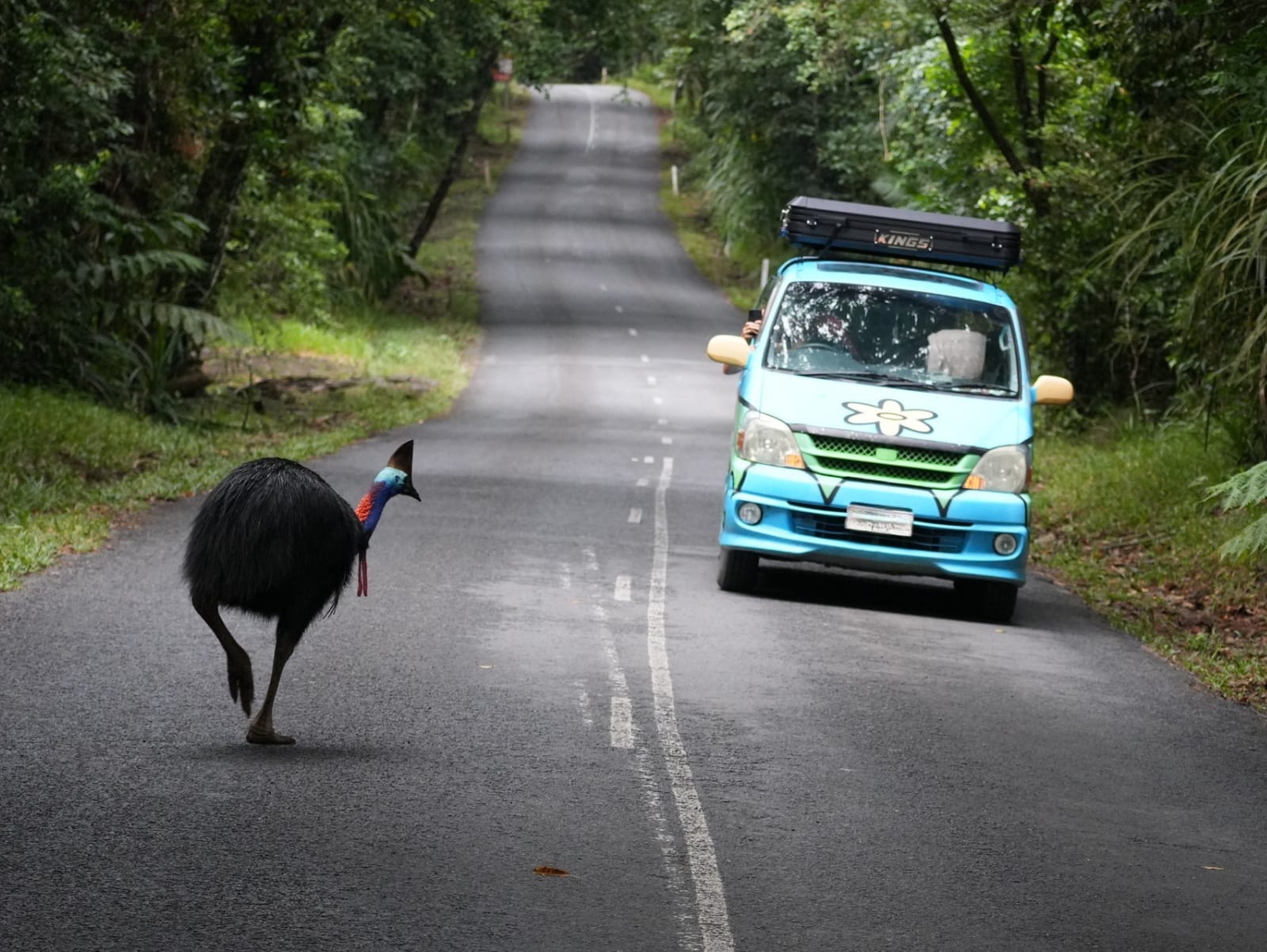 Wicked Mystery Machine with rooftop tent meeting a cassowary in Tropical North Queensland